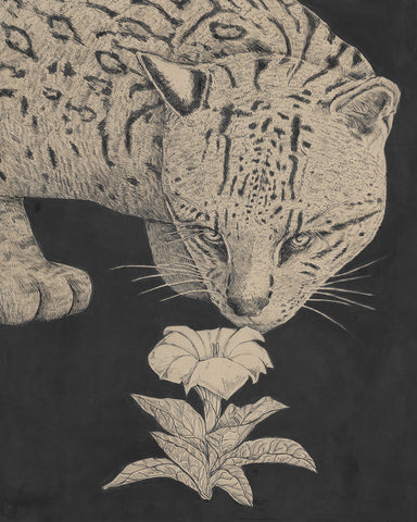 Curious by Hilary Dufour