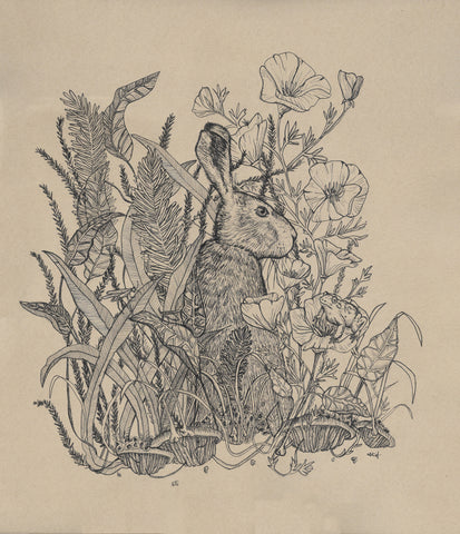 Hiding Hare by Hilary Dufour